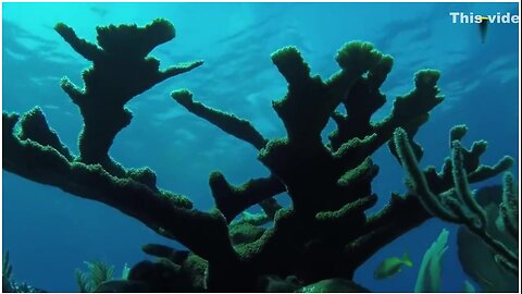 Scuba diving adventure turns unexpectedly sensual